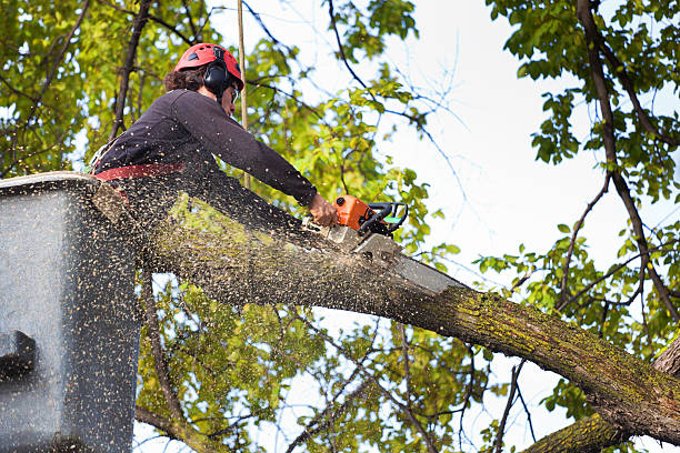 Best Utility Line Clearance  in Morehead City, NC